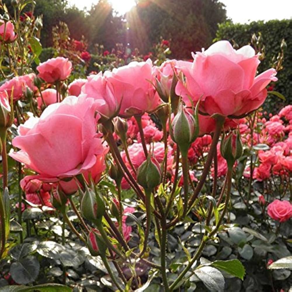 polyantha rose flower seeds