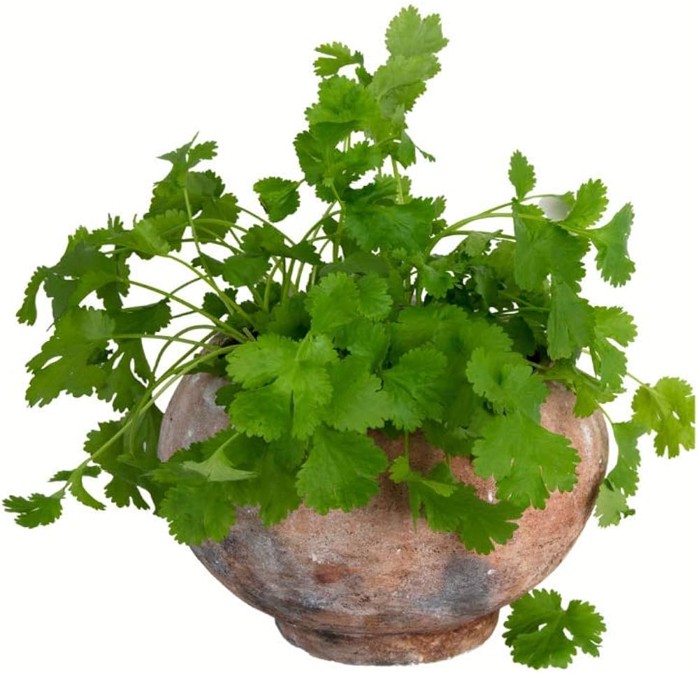 Cilantro Herb herb seeds