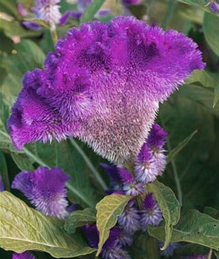 Cockscomb Flower Seeds Purple – Heirloom Non-GMO High Germination Seeds