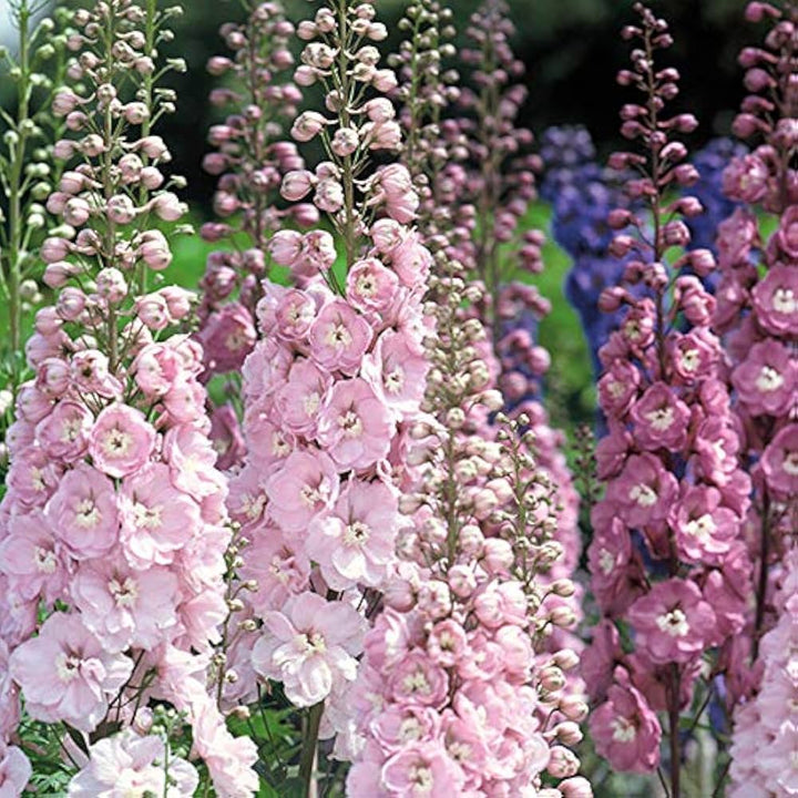 Light Pink Delphinium Flower Seeds – Heirloom, Non-GMO, High Germination Seeds
