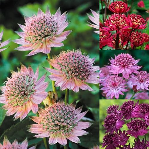 Gemischte Sterndolde Blumensamen – Alte Sorte, gentechnikfrei, keimstark