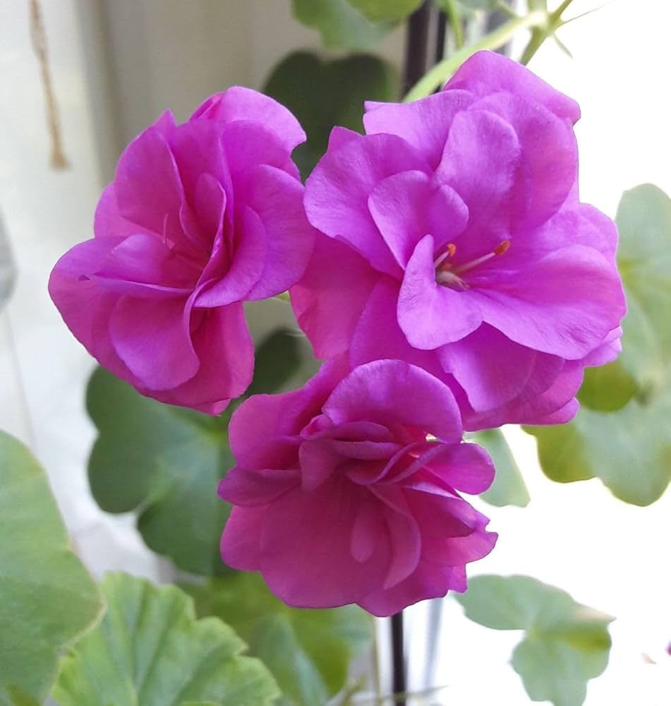 Pink Geranium Flower Seeds – Heirloom Non-GMO High Germination Organic Seeds
