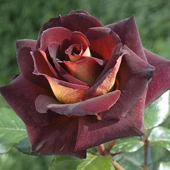 Brown Rose Flower Seeds For Planting – Heirloom, Non-GMO, High Germination Organic Garden Seeds