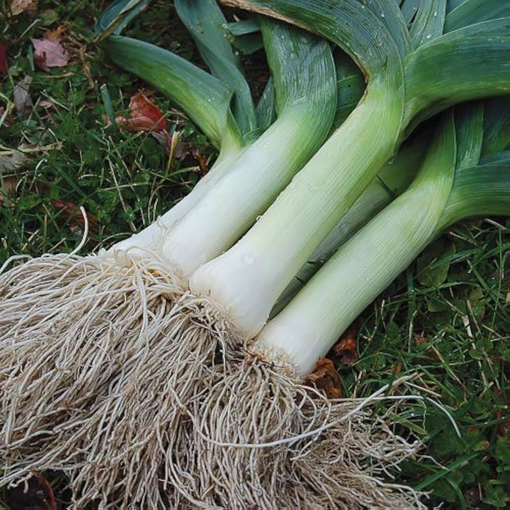 Leek Allium herb seeds