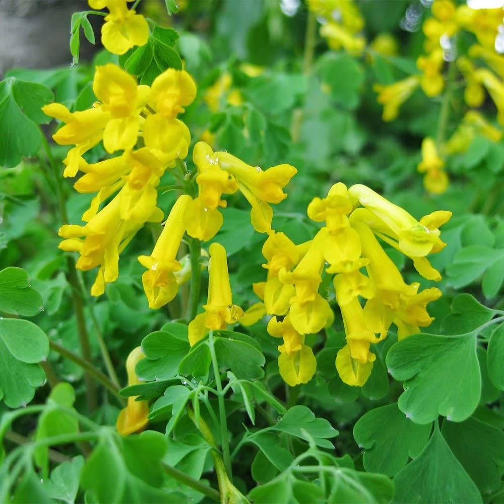 corydalis lutea flower seeds