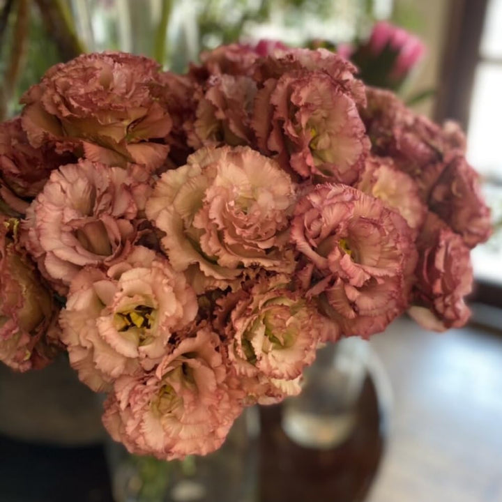 Brown Eustoma Flower Seeds – Heirloom, Non-GMO, High Germination Organic Garden Seeds for Planting