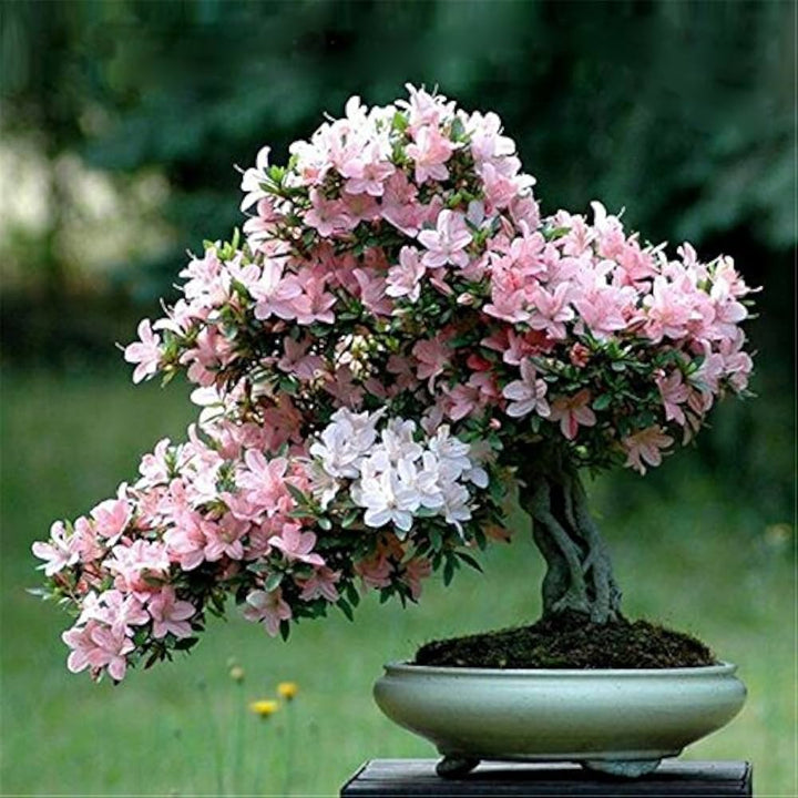 Mixed Bonsai Flower Seeds for Planting