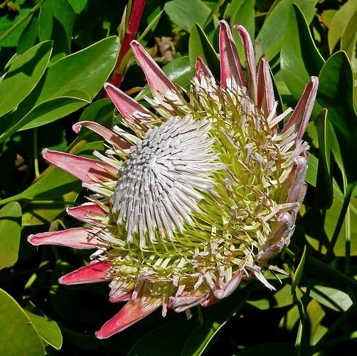 Pink Protea Flower Seeds for Planting – Heirloom Non-GMO High Germination Organic Garden Seeds