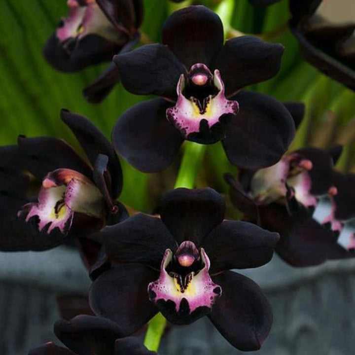 Black Orchid Flower Seeds for Planting – Heirloom Non-GMO High Germination Seeds