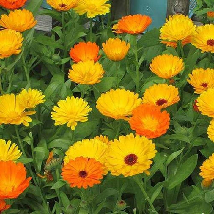 Pacific Beauty Mix Calendula Seeds for Planting
