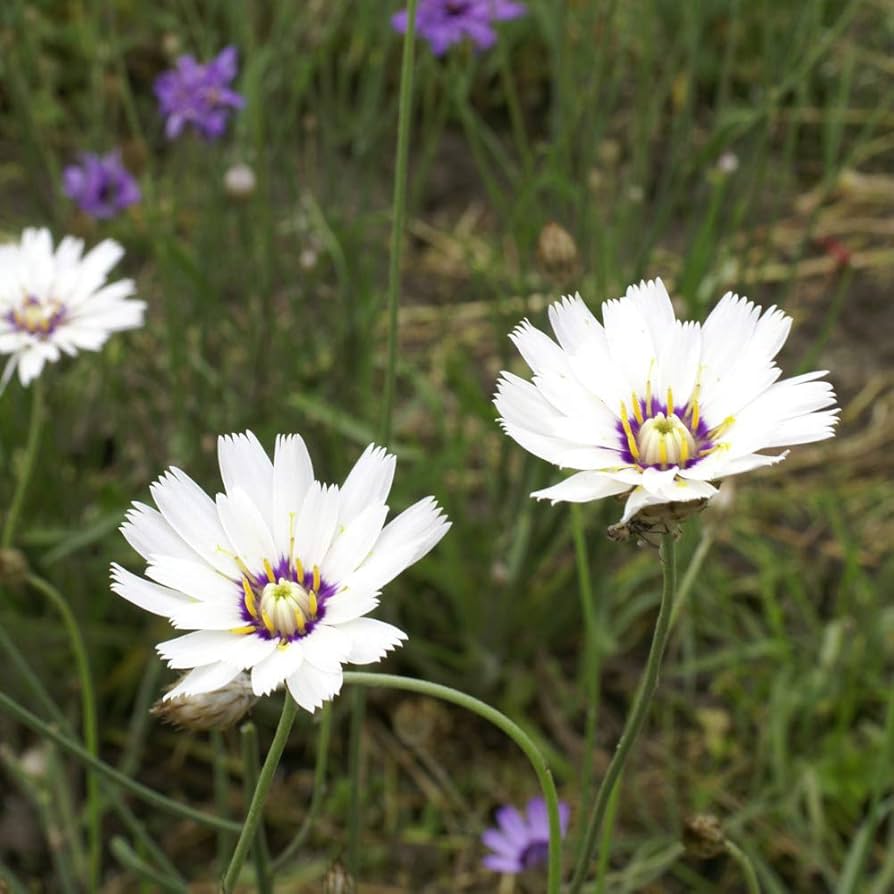 white cupids flower seeds