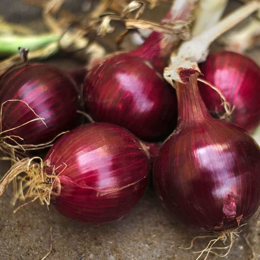 red burgundy flower seeds