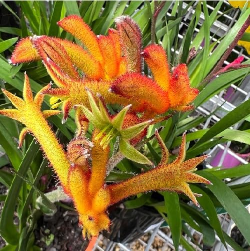 Red Anigozanthos Hybrid Flower Seeds for Planting Heirloom Non-GMO High Germination Organic Garden Seeds