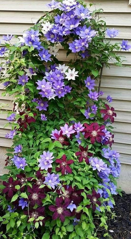 Semillas Mixtas de Flores de Clematis – Cimarrón, No-Transgénico, Semillas de Alta Germinación