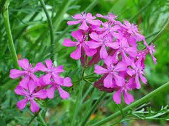 purple catchfly flower seeds