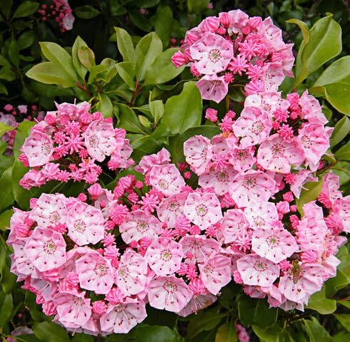 Pink Laurel Flower Seeds – Heirloom, Non-GMO, High Germination Organic Garden Seeds for Planting