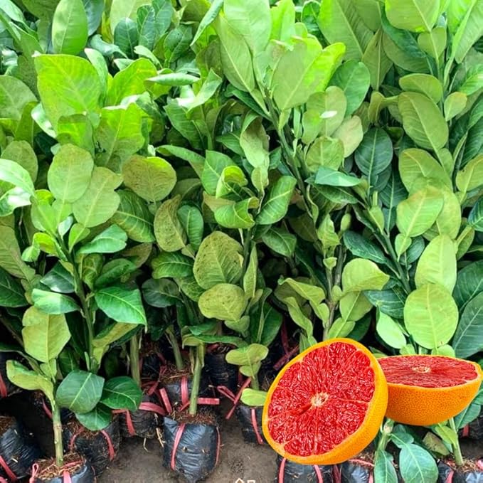 grapefruit citrus flower seeds
