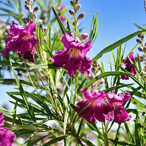 Willow Flower Seeds Pink – Heirloom Non-GMO High Germination Organic Garden Seeds