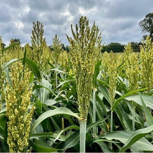 green sorghum flower seeds