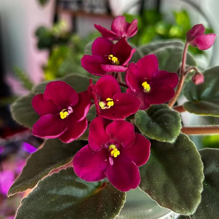Maroon Saintpaulia Flower Seeds – Heirloom Non-GMO High Germination Seeds