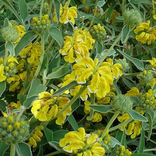 Yellow Sage Flower Seeds Heirloom Non-GMO High Germination Organic Garden Seeds for Planting