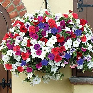 Petunia Flower Seeds for Planting