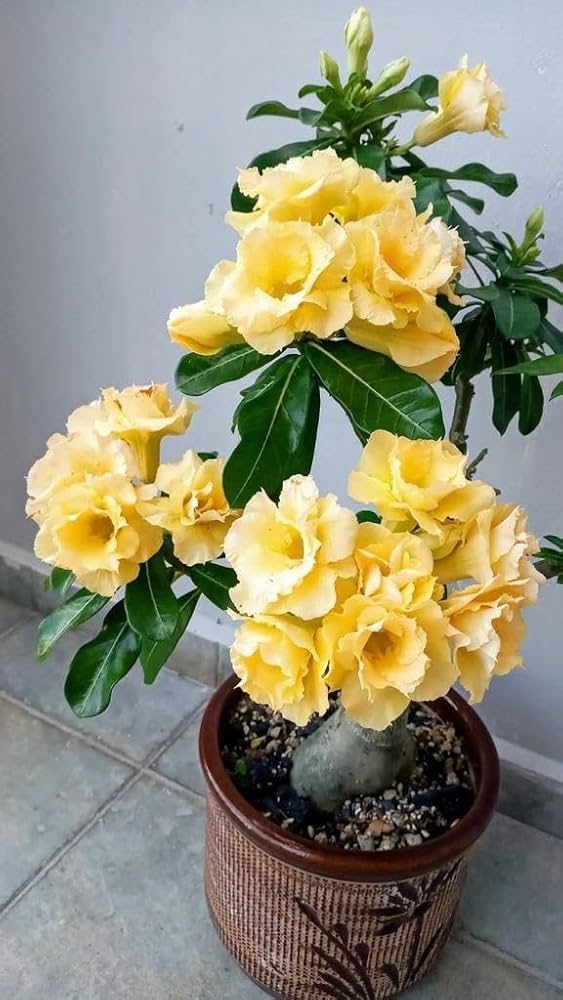 Adenium Flower Seeds Yellow for Planting – Heirloom Non-GMO High Germination Organic Garden Seeds
