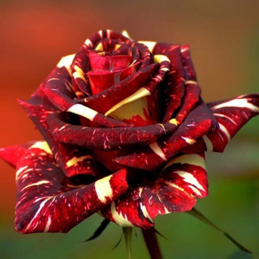 abracadabrachinarosesowsdecorheirloomnongmo flower seeds