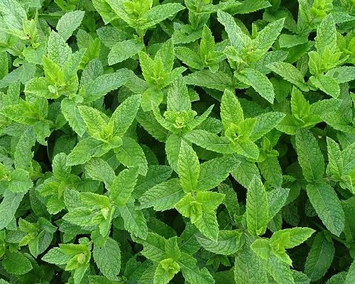 Semillas de menta, reliquia, no modificadas genéticamente, de alta germinación, semillas de jardín orgánicas para plantar