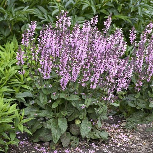 Semillas de Salvia Rosa – Semillas de Jardín Orgánicas de Alta Germinación, Variedad Antigua, Sin OGM