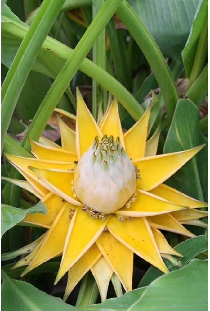 Yellow Musella Flower Seeds – Heirloom, Non-GMO, High Germination Seeds