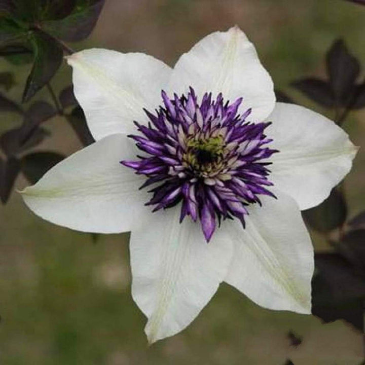 Clematis Flower Seeds White Purple for Planting – Heirloom Non-GMO High Germination Garden Seeds Seeds for Planting Organic Garden Seeds