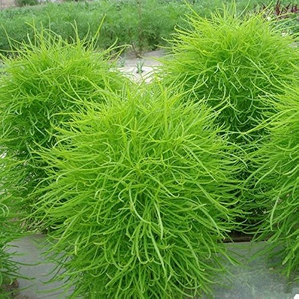 kochia scoparia flower seeds