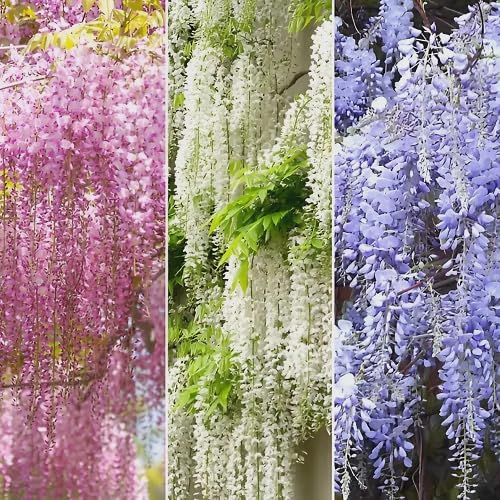 mixed wisteria flower seeds