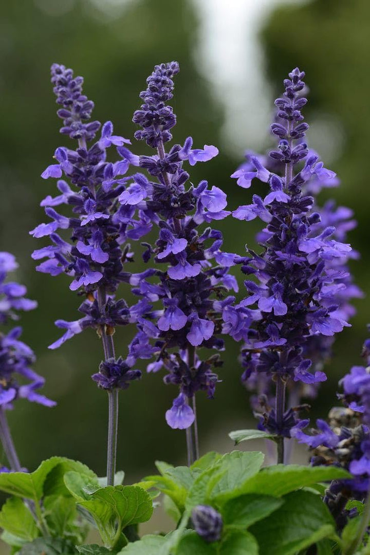 Deep Purple Salvia Flower Seeds Heirloom Non-GMO High Germination Organic Garden Seeds for Planting