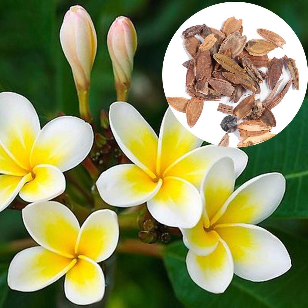 plumeria plumeria flower seeds