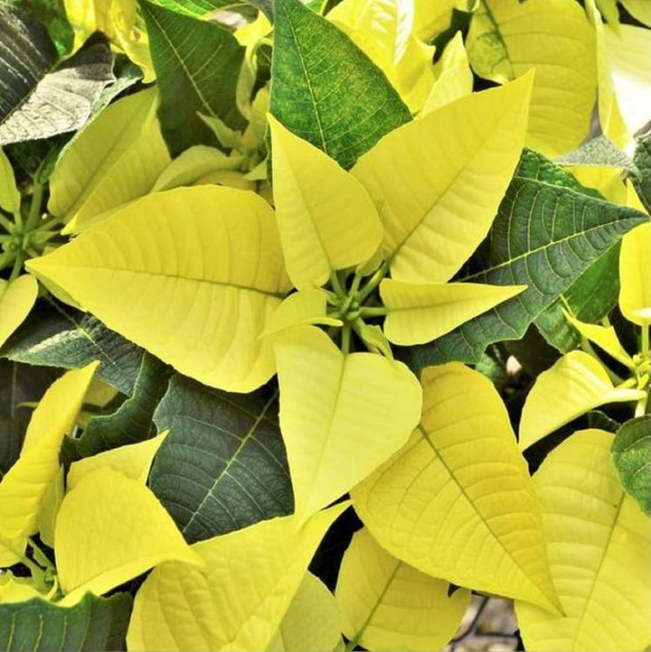 yellow poinsettia flower heirloom non-gmo seeds
