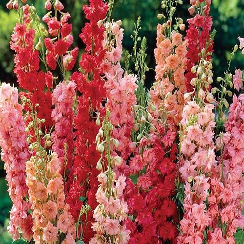 Mixed Delphinium Flower Seeds – Heirloom, Non-GMO, High Germination Organic Garden Seeds for Planting