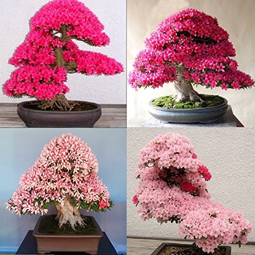 rare light flower seeds