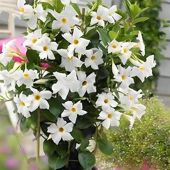 White Dipladenia Flower Seeds – Heirloom Non-GMO High Germination Seeds for Planting