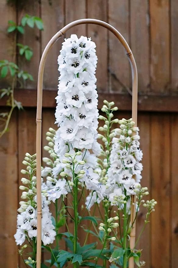 Delphinium Flower Seeds White – Heirloom Non-GMO High Germination Seeds