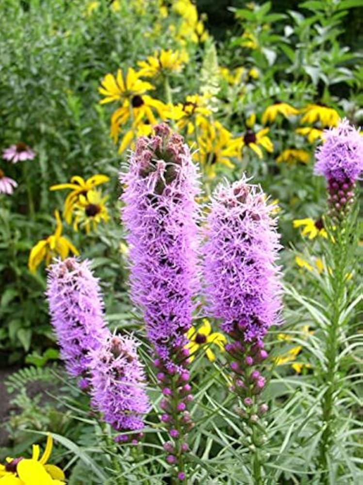 blazing star flower seeds