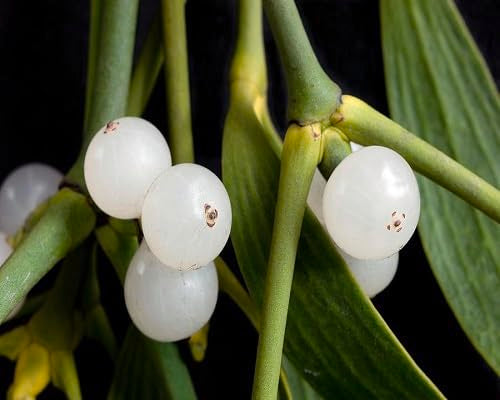 White Mistletoe Seeds Heirloom Non-GMO High Germination Organic Garden Seeds
