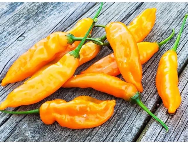 Pepper Orange Growing Seeds – Heirloom, Non-GMO, High Germination Organic Garden Seeds Planting