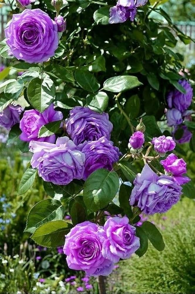Purple Climbing Rose Flower Seeds for Planting Heirloom Non-GMO High Germination Organic Garden Seeds