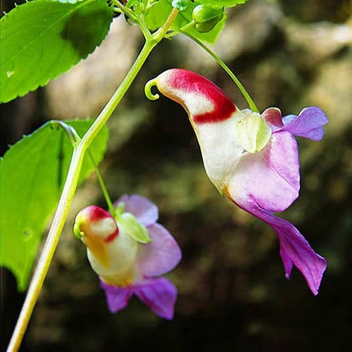 Mixed Parrot Orchid Flower Seeds – Heirloom, Non-GMO, High Germination Seeds