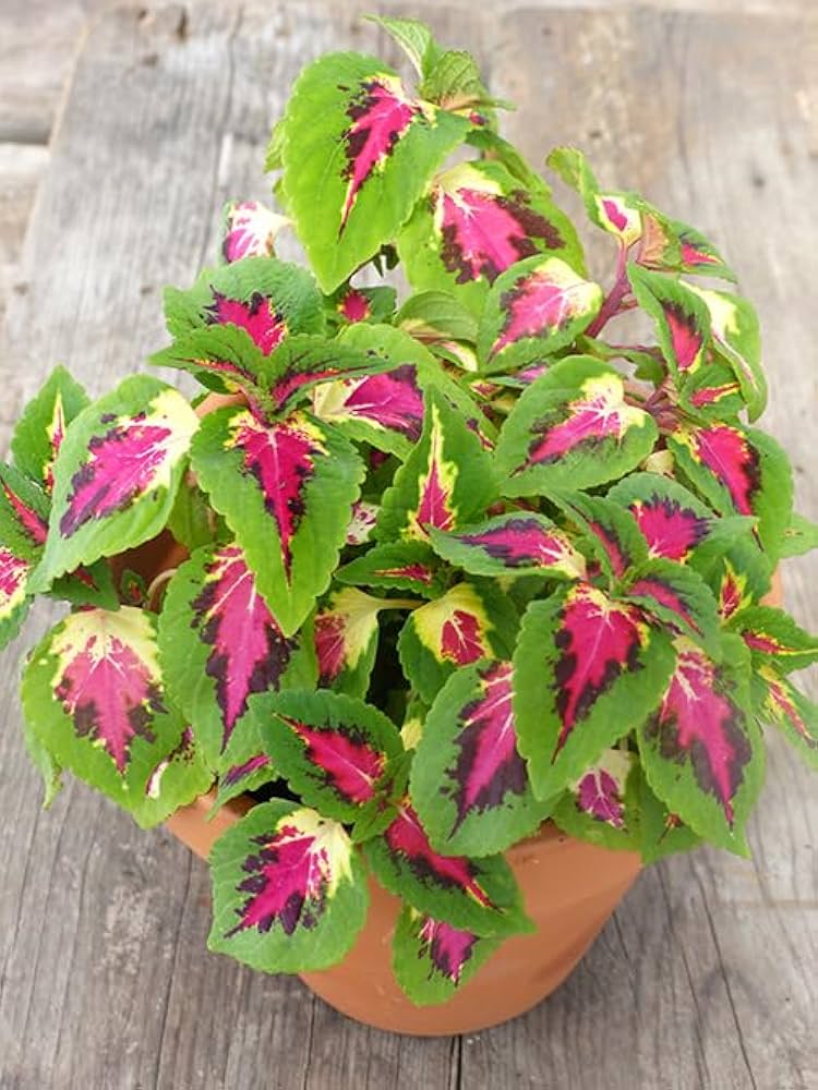 pink coleus flower seeds