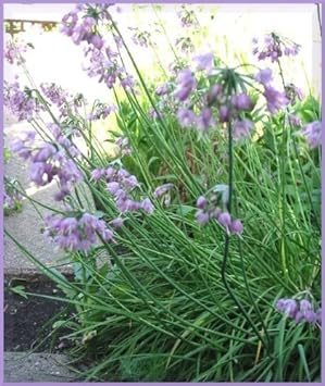 purplecernuumflowerheirloomnongmo flower seeds