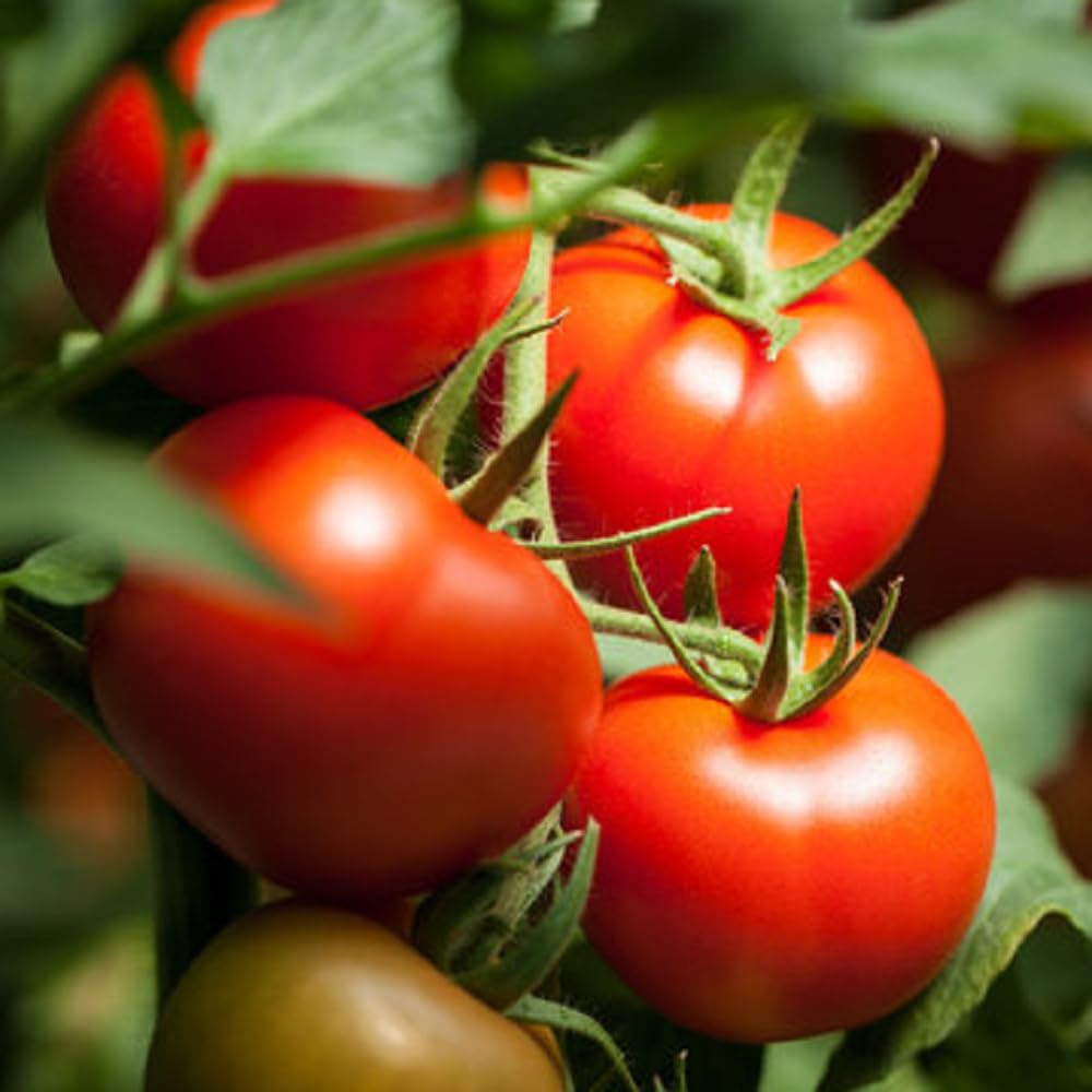 red balkon flower seeds