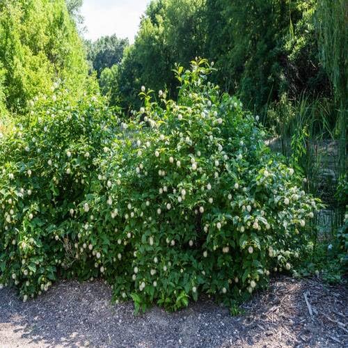green cephalanthus flower seeds